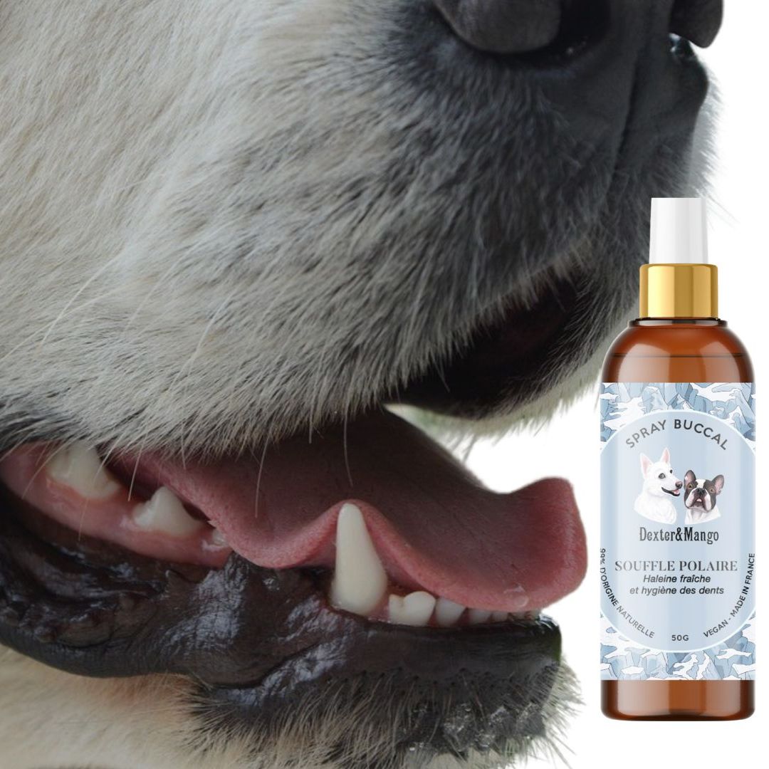 Gourmandises et coussinets. Chien à côté du spray bucco-dentaire 'Souffle Polaire', avec des dents et des gencives blanches et saines. Offrez à votre compagnon canin une hygiène bucco-dentaire optimale avec ce spray, favorisant des dents blanches et des gencives en bonne santé.