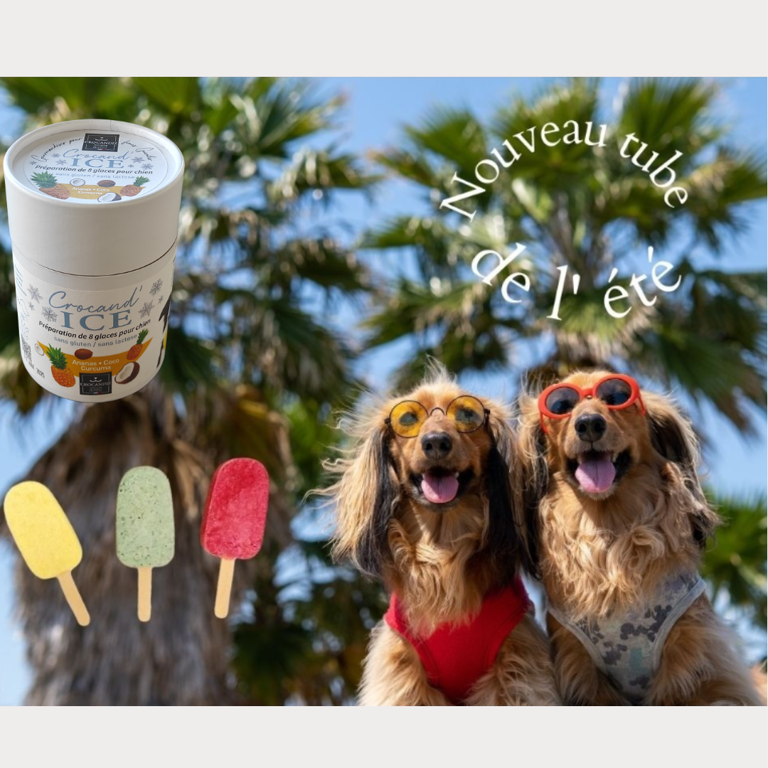 chiens  à côté de trois délicieuses glaces spécialement conçues pour les chiens. Offrez à votre chien des moments gourmands et rafraîchissants avec nos friandises glacées pour chiens.