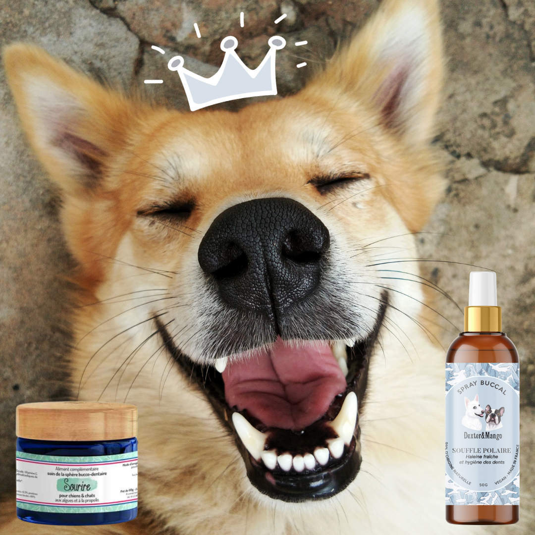 Pack de soins pour chien comprenant un nettoyant d'oreilles et un nettoyant pour les yeux. Formulés spécialement pour assurer une hygiène optimale et le bien-être de votre chien. Offrez lui une routine de soins simple et efficace avec des produits de qualité.