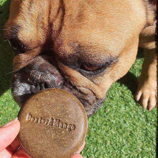 Gourmandises et coussinets. Chien curieux reniflant le shampoing solide spécialement formulé pour les peaux abîmées. Offrez à votre chien une expérience de toilettage agréable et bienfaisante. Ce shampoing nettoie en douceur, apaise les irritations cutanées et favorise la régénération de la peau. Optez pour le meilleur soin pour une peau saine et un pelage resplendissant.